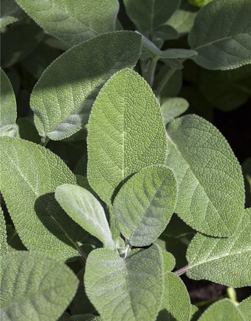 Salvia officinalis