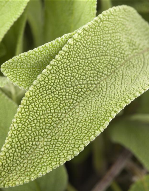 Salvia officinalis