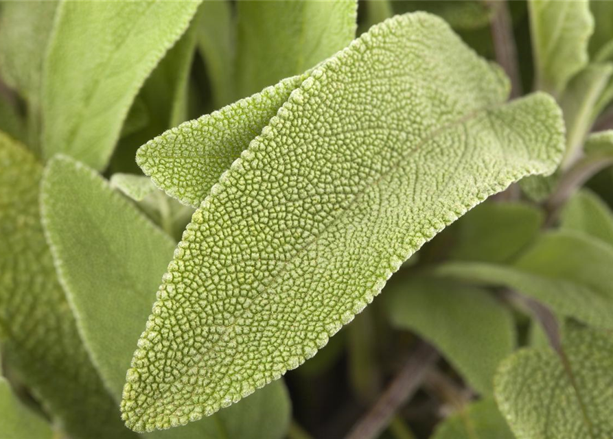 Salvia officinalis