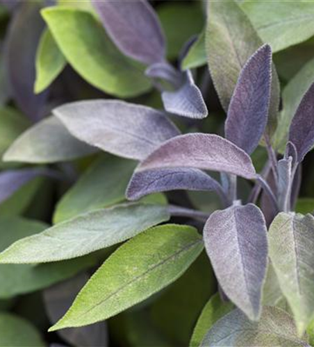 Salvia officinalis 'Purpurea'