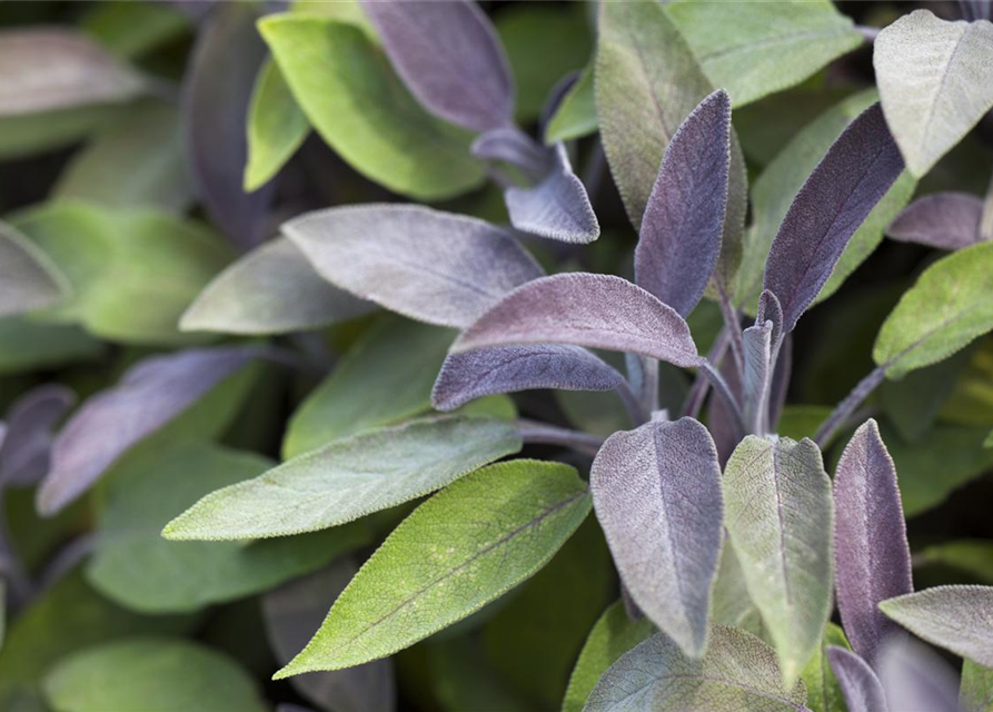 Salvia officinalis 'Purpurea'