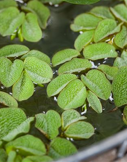 Salvinia natans