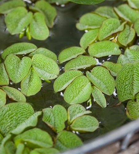 Salvinia natans