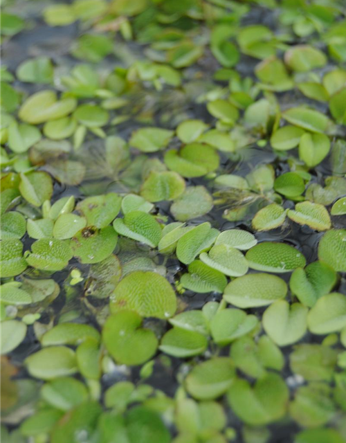 Salvinia natans