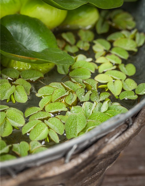 Salvinia natans