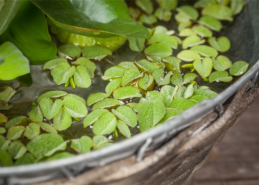 Salvinia natans