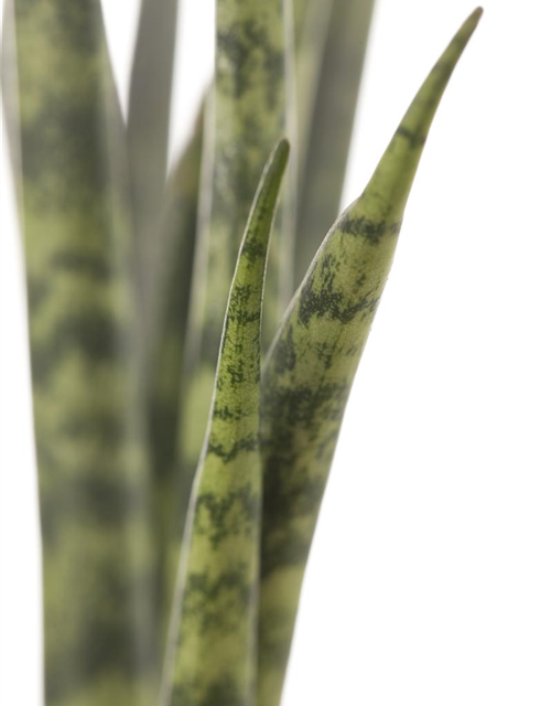 Sansevieria cylindrica