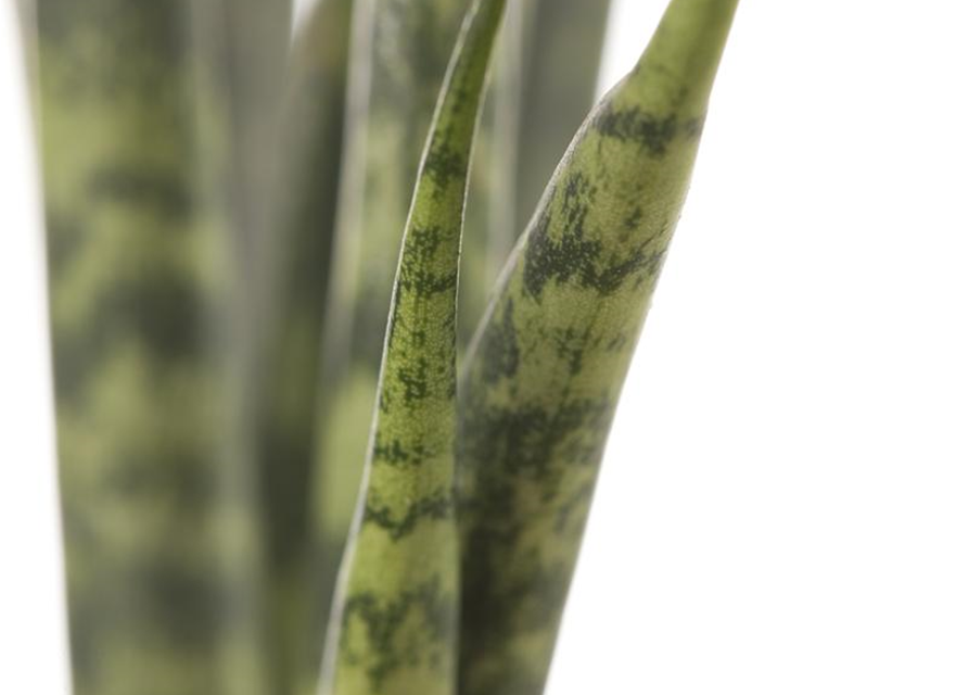 Sansevieria cylindrica