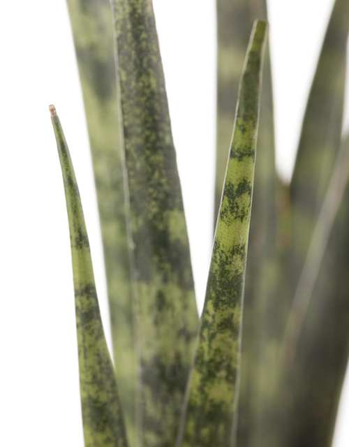 Sansevieria cylindrica