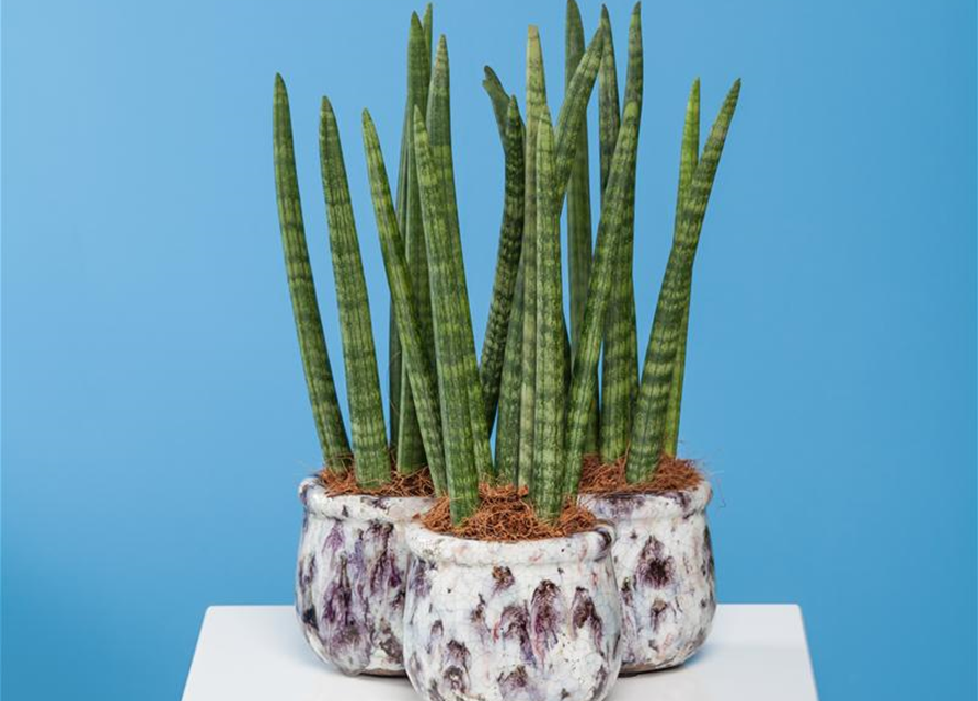 Sansevieria cylindrica