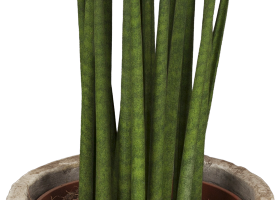 Sansevieria cylindrica