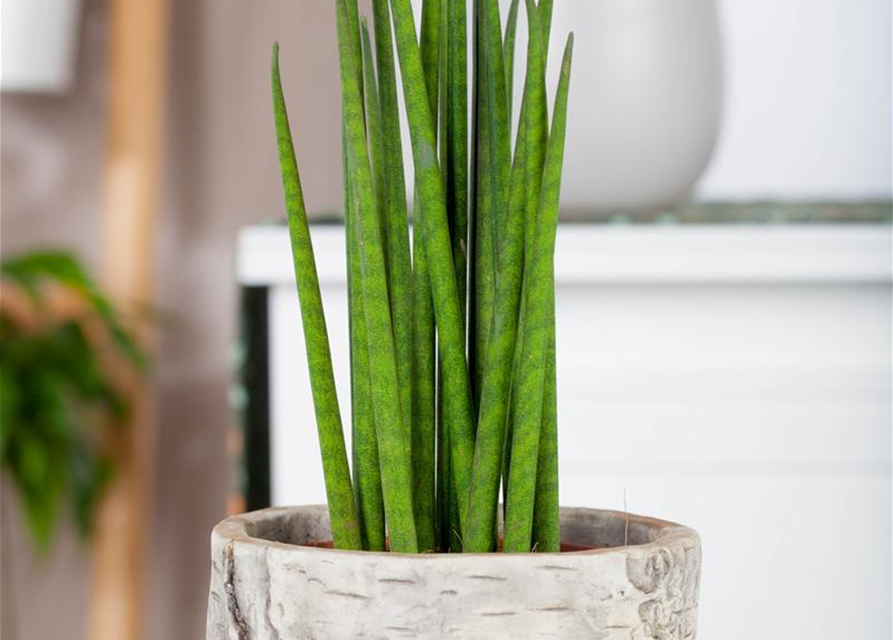 Sansevieria cylindrica