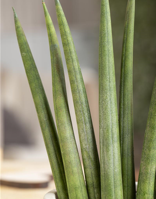 Sansevieria cylindrica