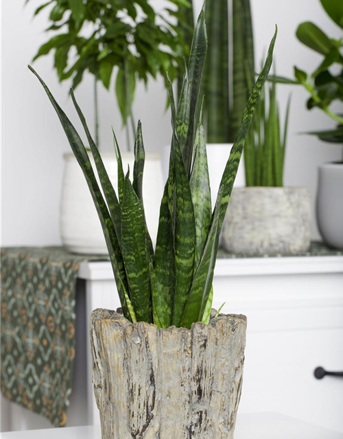 Sansevieria trifasciata