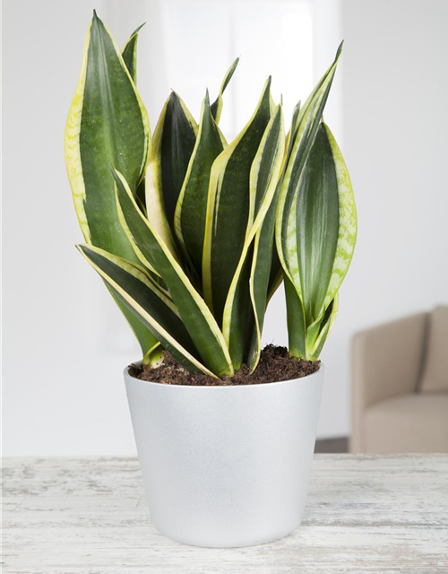 Sansevieria trifasciata