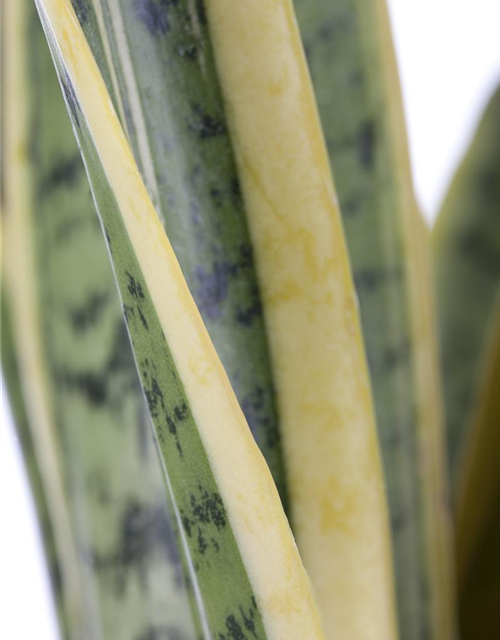 Sansevieria trifasciata