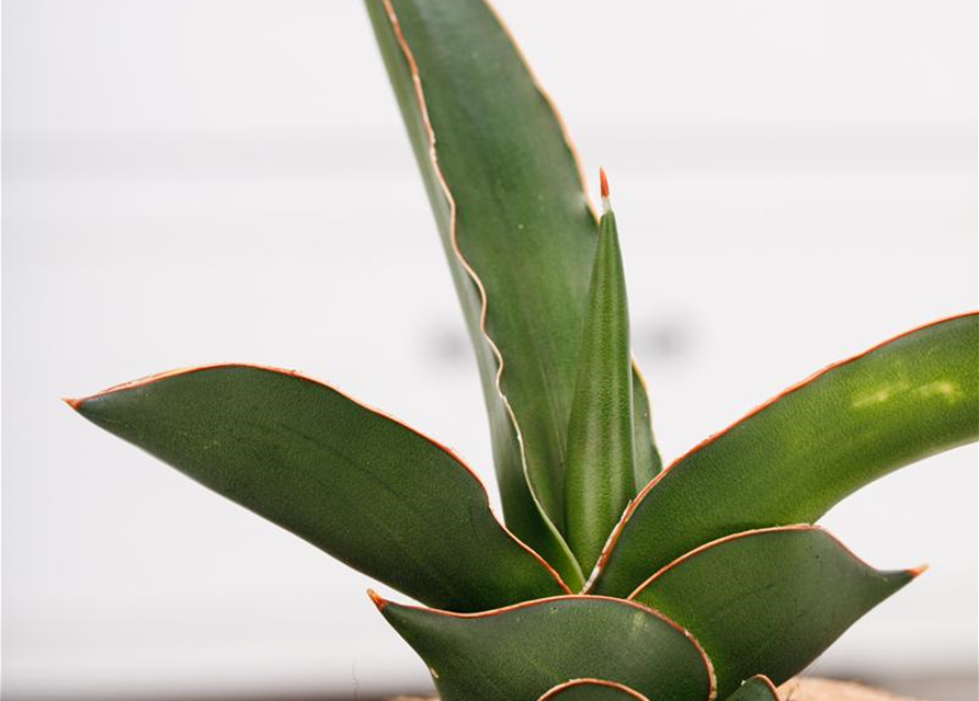 Sansevieria trifasciata