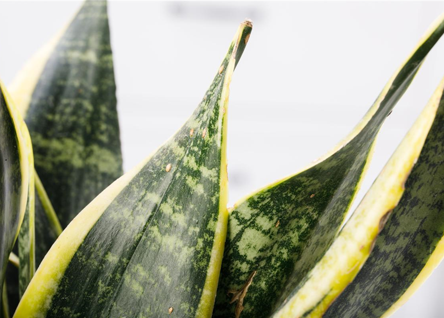 Sansevieria trifasciata