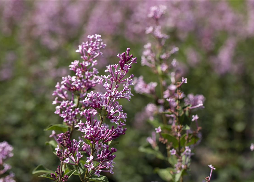 Syringa meyeri