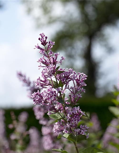 Syringa meyeri