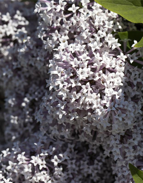 Syringa meyeri 'Palibin'