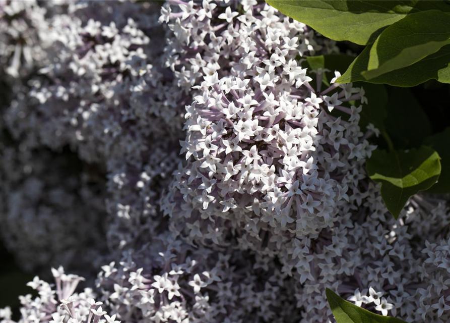 Syringa meyeri 'Palibin'