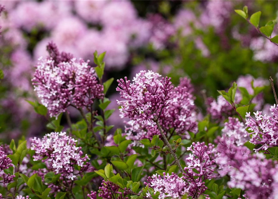 Syringa meyeri 'Palibin'