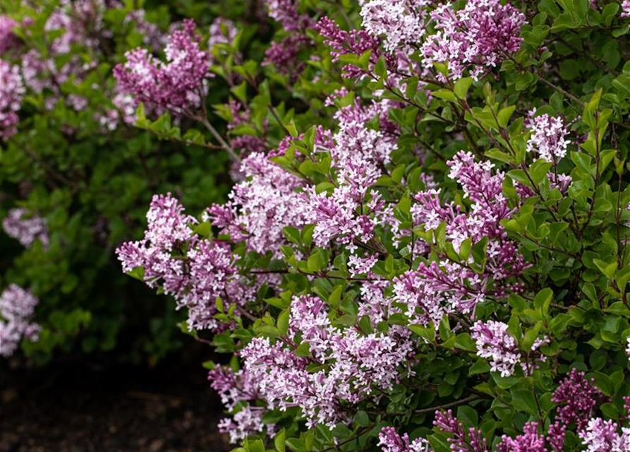 Syringa meyeri 'Palibin'