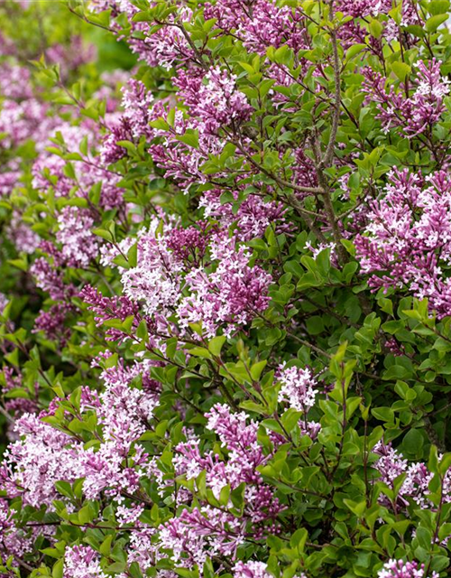 Syringa meyeri 'Palibin'