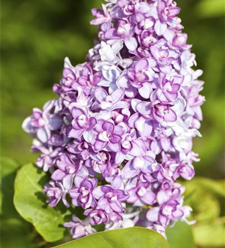 Syringa vulgaris