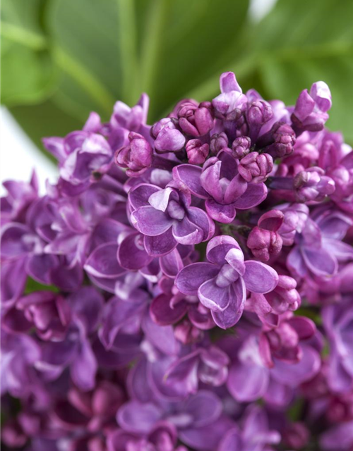 Syringa vulgaris