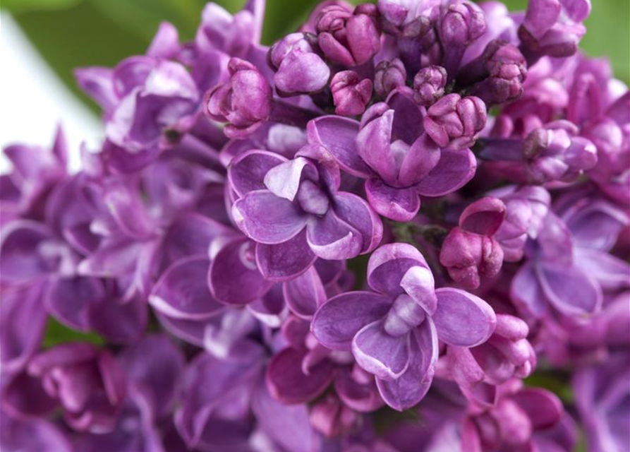 Syringa vulgaris