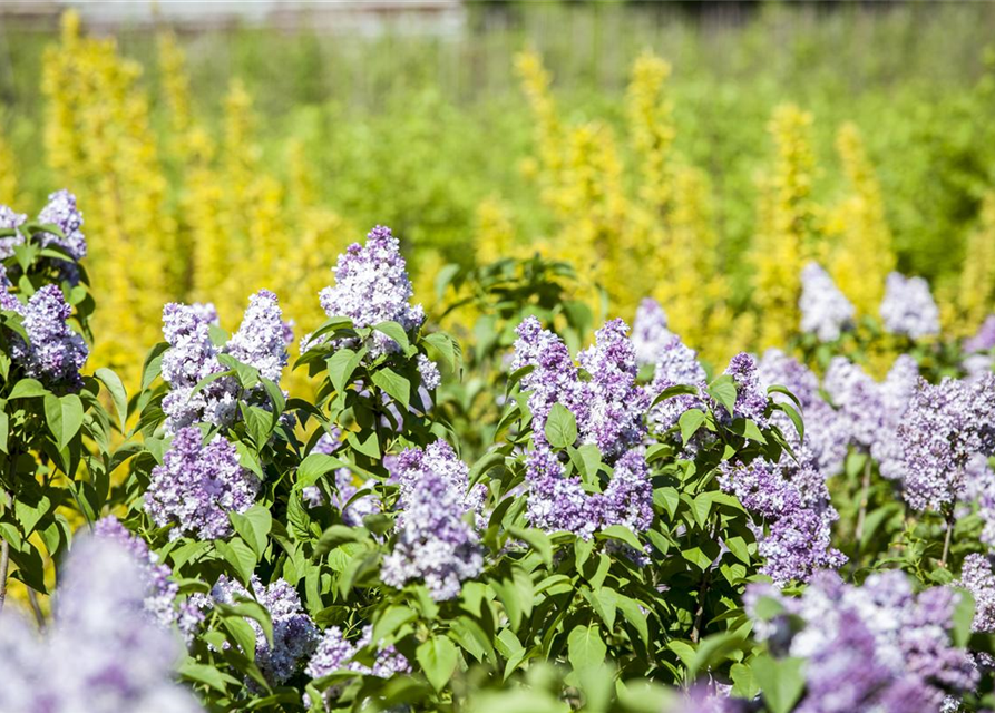 Syringa vulgaris