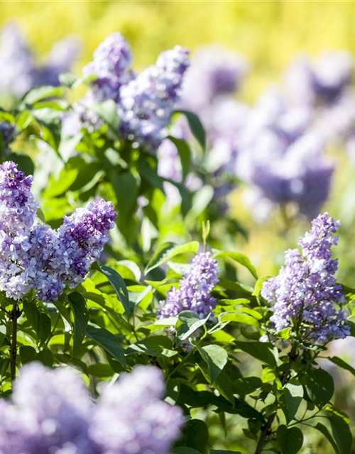 Syringa vulgaris