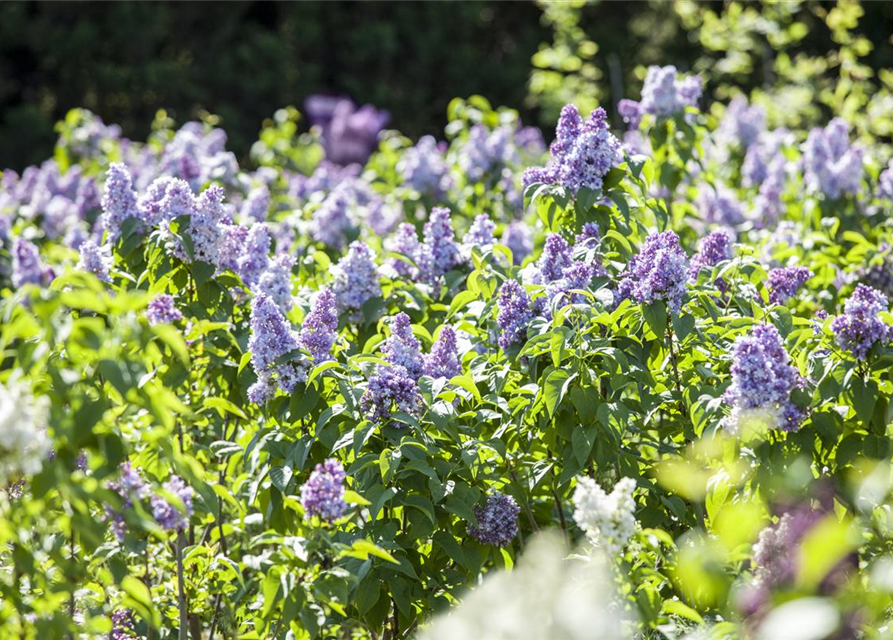 Syringa vulgaris