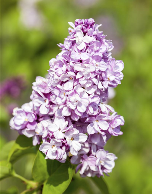 Syringa vulgaris