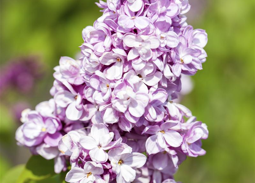 Syringa vulgaris