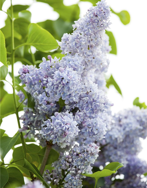 Syringa vulgaris