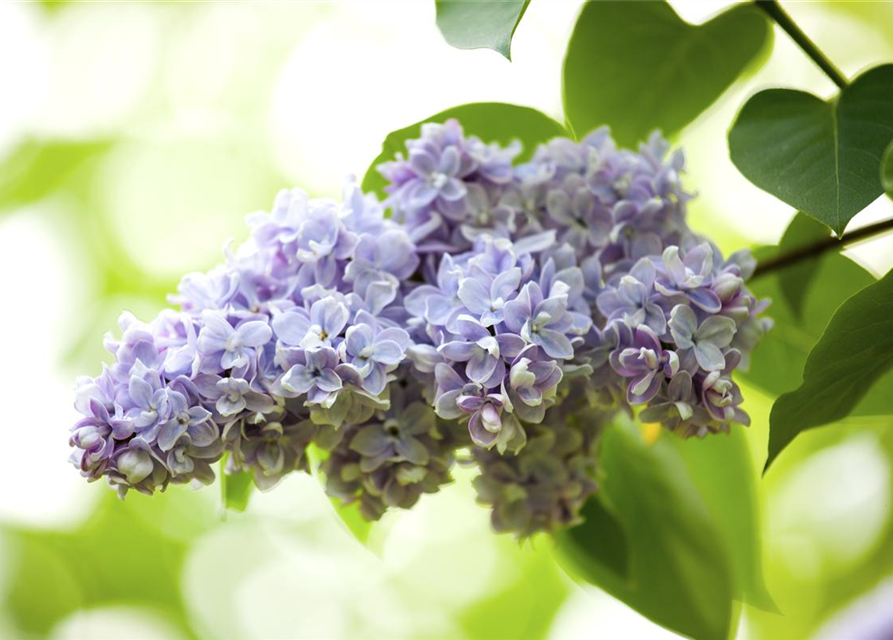 Syringa vulgaris