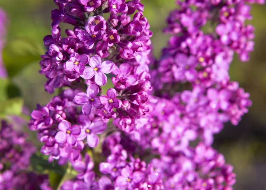 Syringa vulgaris, rosa