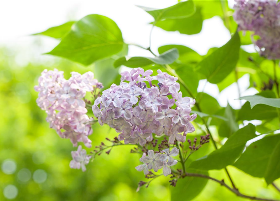 Syringa vulgaris, rosa