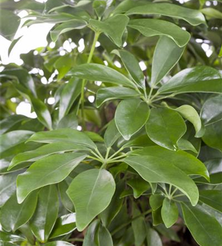 Schefflera arboricola