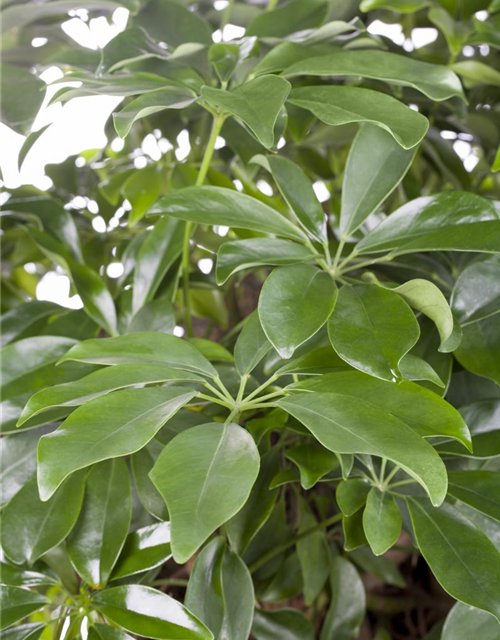 Schefflera arboricola