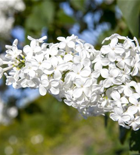 Syringa vulgaris, weiß