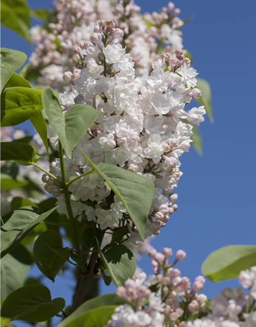 Syringa vulgaris, weiß