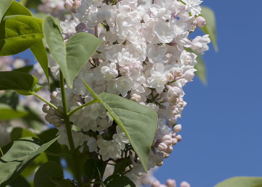 Syringa vulgaris, weiß