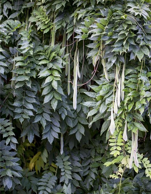 Wisteria sinensis