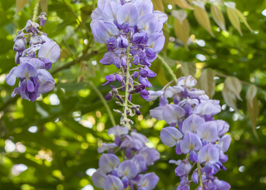 Wisteria sinensis