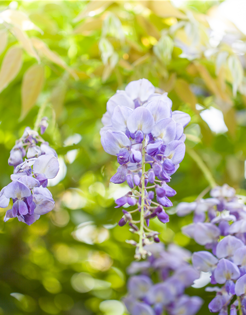 Wisteria sinensis