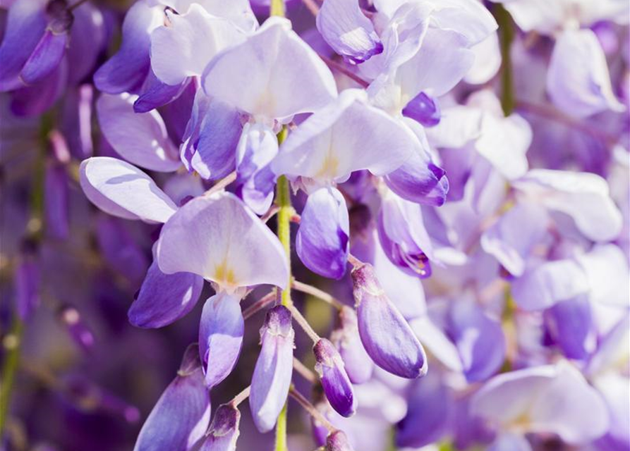 Wisteria sinensis